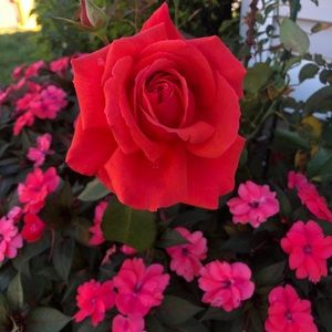 Meet your Posher, Rita